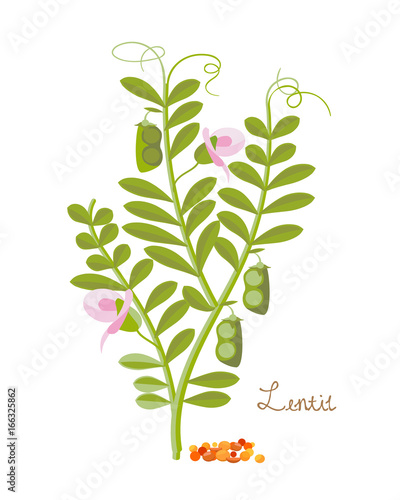 Concept of cereals, legumes and plants. Lentils with leaves, grains.