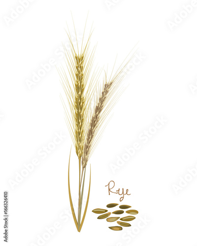 Cereals plants. Rye with leaves, stems, grains. Food and ingredients.