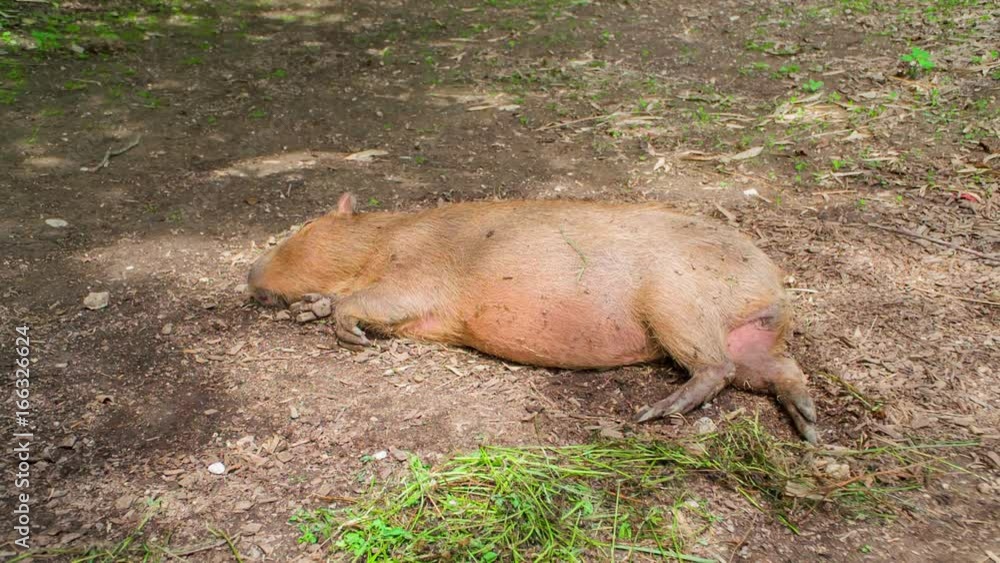 A marmor is sleeping peacefully in its cage in the middle of a zoo in Ljubljana. 