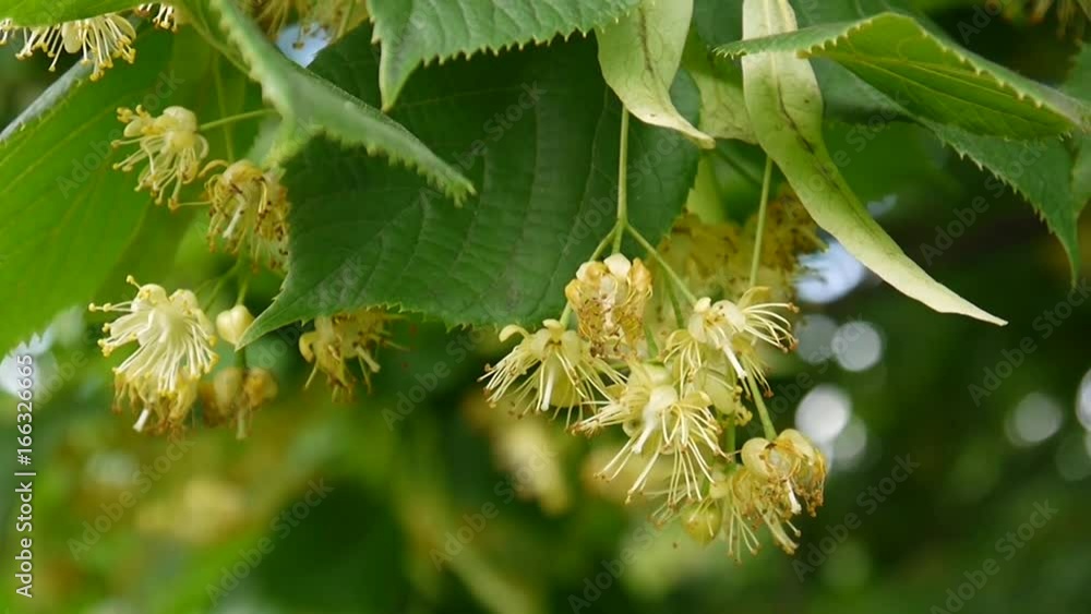 Linden leaves and flowers with wind blowing close up. Tilia. Linden leaves and flowers with wind blowing close up. Tilia.
