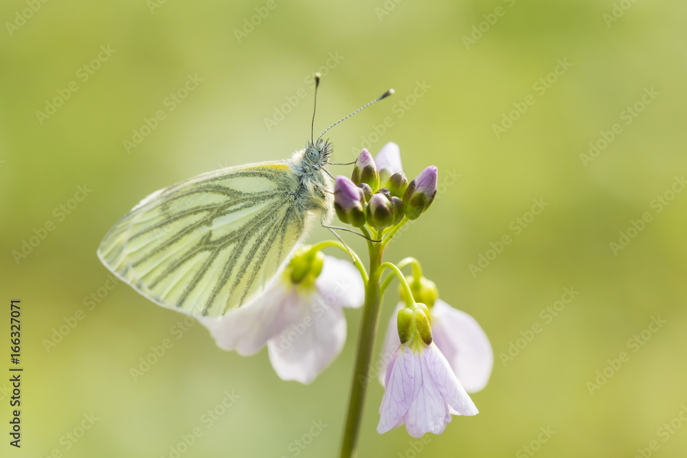 Green-veined white (Pieris napi) butterfly resting and feeding nectar Green-veined white (Pieris napi) butterfly resting and feeding nectar