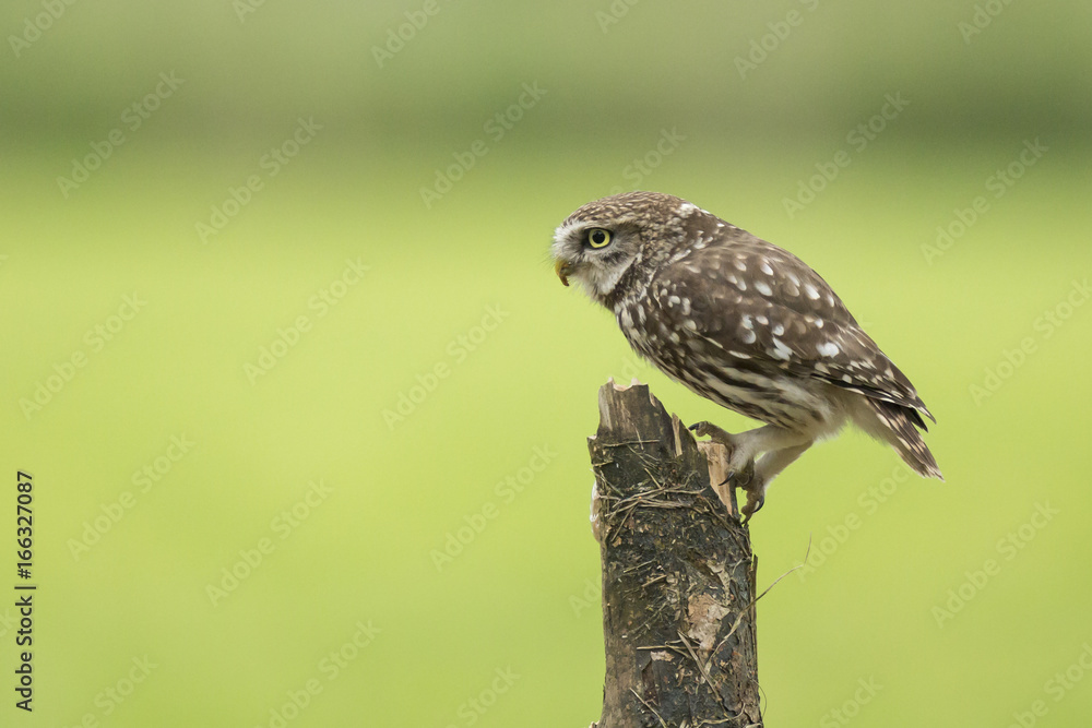 Closeup portrait Little owl, Athene noctua, perched while hunting Closeup portrait Little owl, Athene noctua, perched while hunting