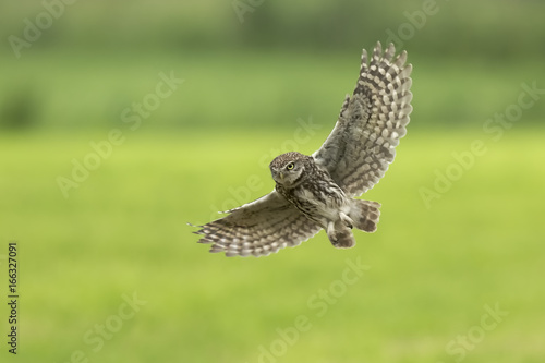 Little owl, Athene noctua, hunting in flight spread wings