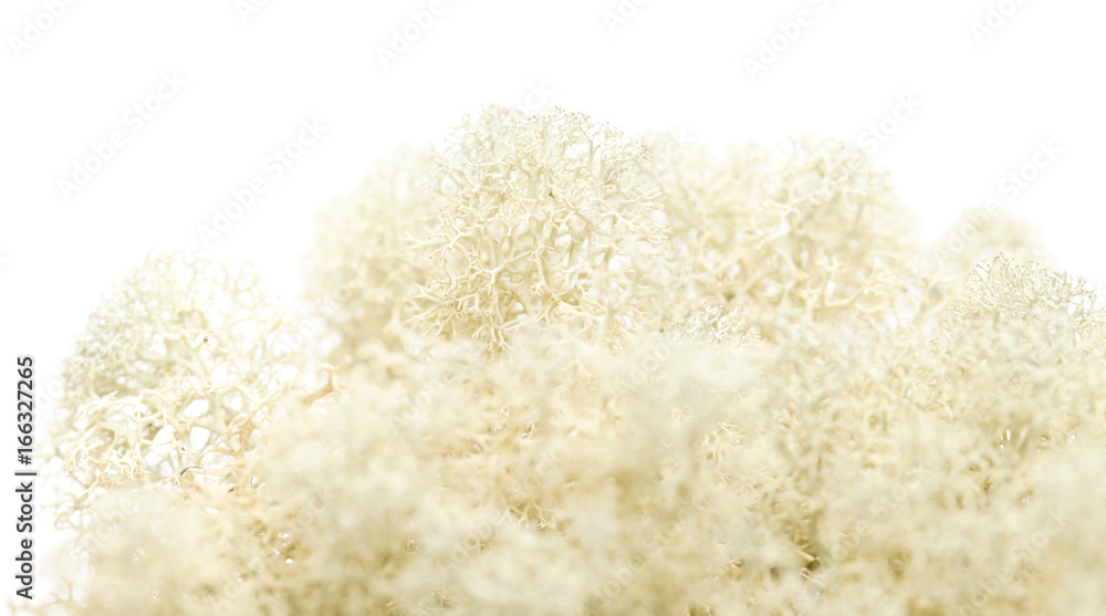 reindeer lichen isolated on white reindeer lichen isolated on white