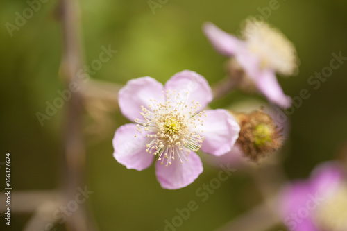 pink blackberry flower
