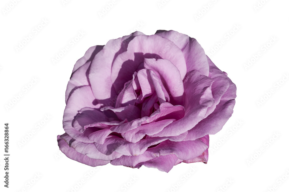 Fototapeta premium Rose flower cut out on and isolated on a white background