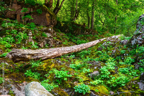 Scenic panorama of green forest thicket in summer