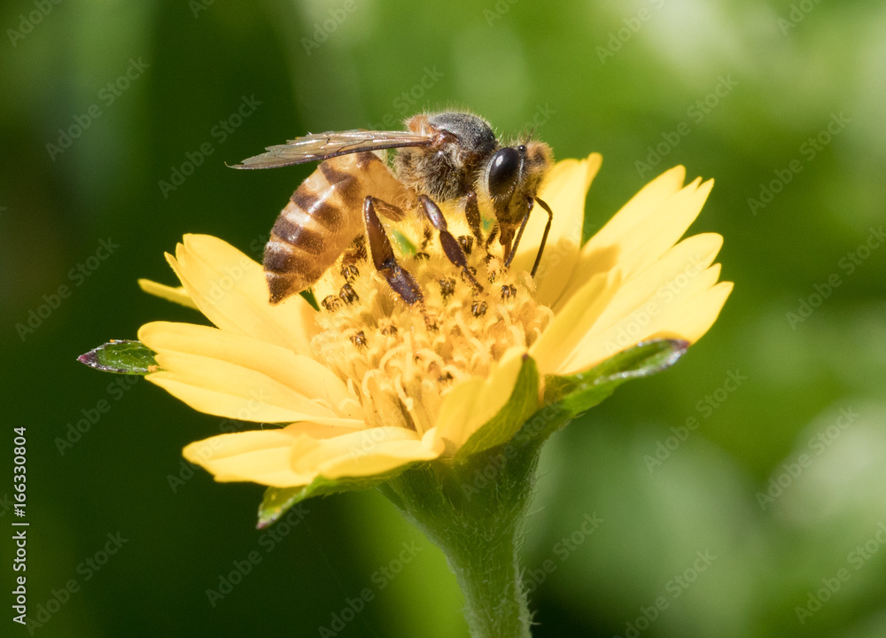 A beautiful bee on yellow flower with Nature background A beautiful bee on yellow flower with Nature background