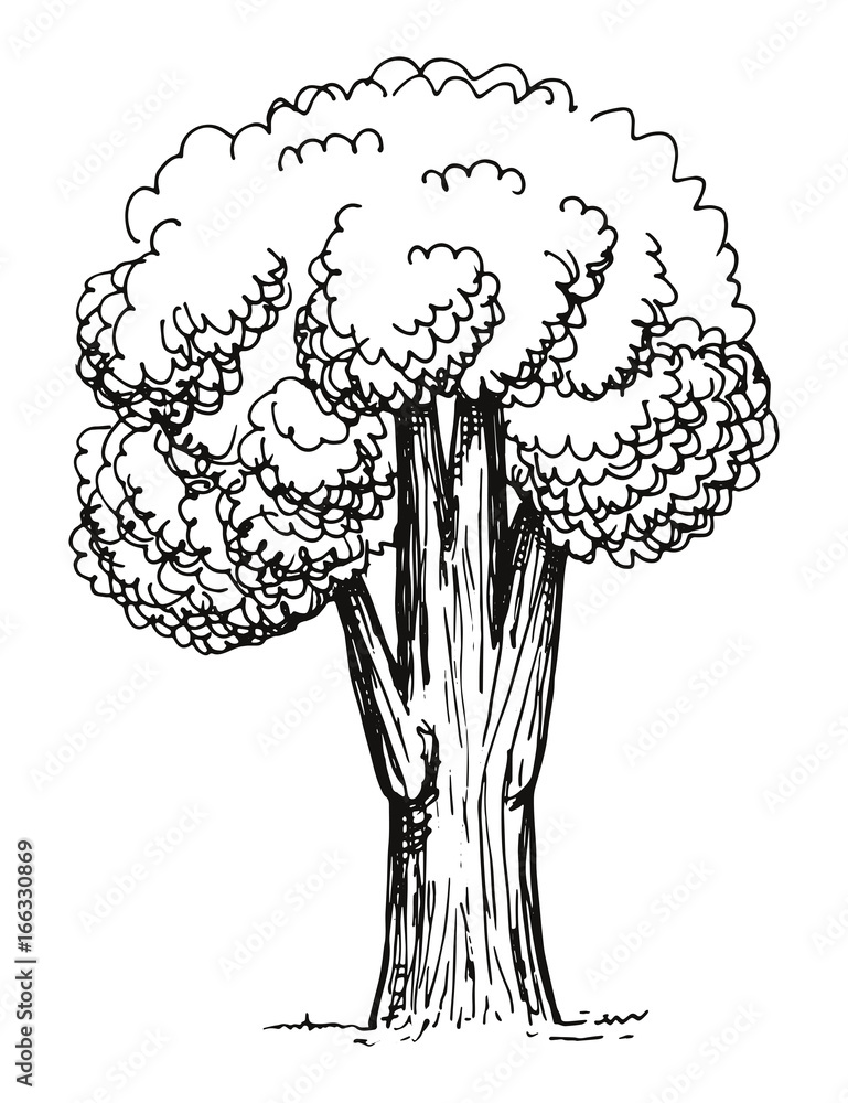 The tree is very tall. Hand drawing vector The tree is very tall. Hand drawing vector