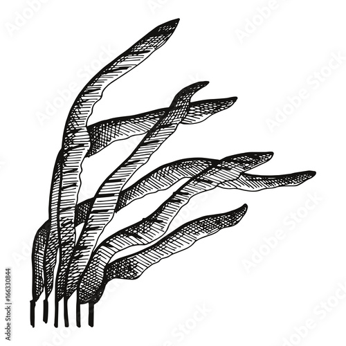 Seaweed