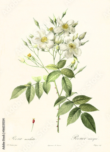 Old illustration of Musk Rose (Rosa moschata). Created by P. R. Redoute, published on Les Roses, Imp. Firmin Didot, Paris, 1817-24 photo