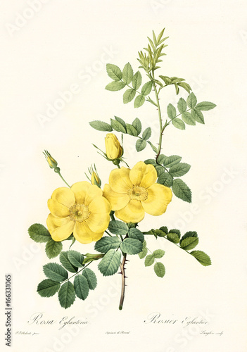 Old illustration of Persian Yellow Rose (Rosa foetida). Created by P. R. Redoute, published on Les Roses, Imp. Firmin Didot, Paris, 1817-24