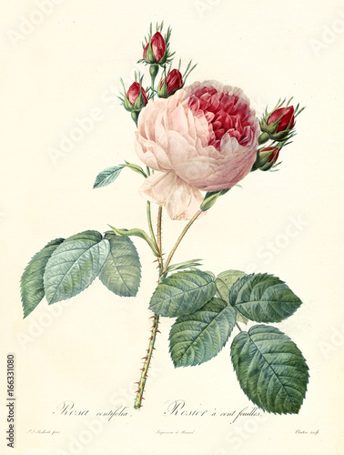 Old illustration of Provence Rose (Rosa centifolia). Created by P. R. Redoute, published on Les Roses, Imp. Firmin Didot, Paris, 1817-24