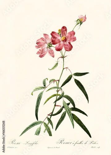Old illustration of Rosa longifolia. Created by P. R. Redoute, published on Les Roses, Imp. Firmin Didot, Paris, 1817-24