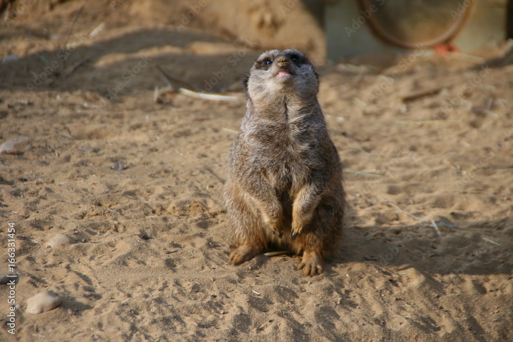 Tiere Tiere