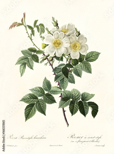 Old illustration of Rosa brevistyla leocochroa. Created by P. R. Redoute, published on Les Roses, Imp. Firmin Didot, Paris, 1817-24