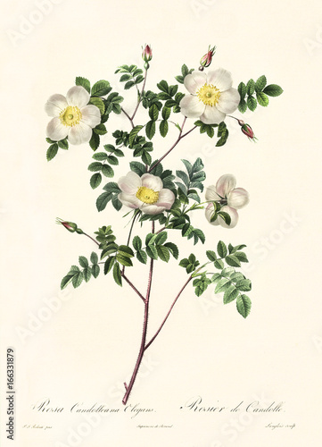 Old illustration of Rosa candolleana elegans. Created by P. R. Redoute, published on Les Roses, Imp. Firmin Didot, Paris, 1817-24 photo