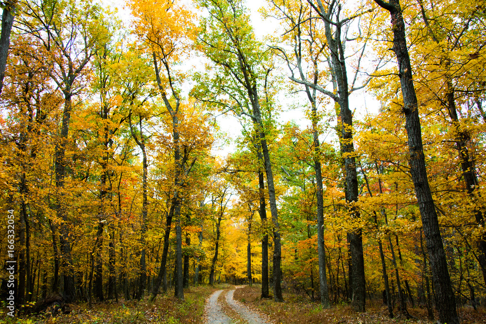 Fototapeta premium Fall Trees