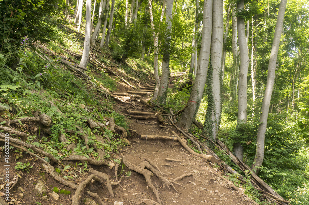 Hiking path to Smarna gora, a popular hike from Ljubljana. Hiking path to Smarna gora, a popular hike from Ljubljana.