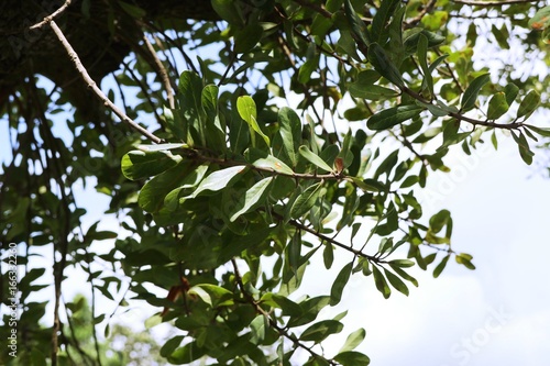 Tropical tree and sky