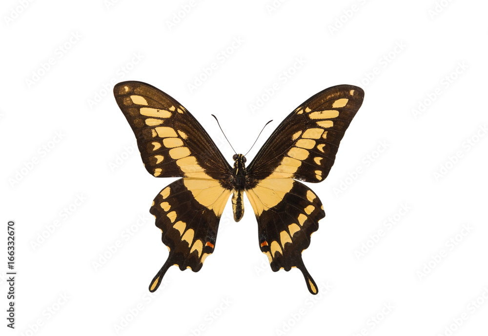 Fototapeta premium Tropical butterfly isolated
