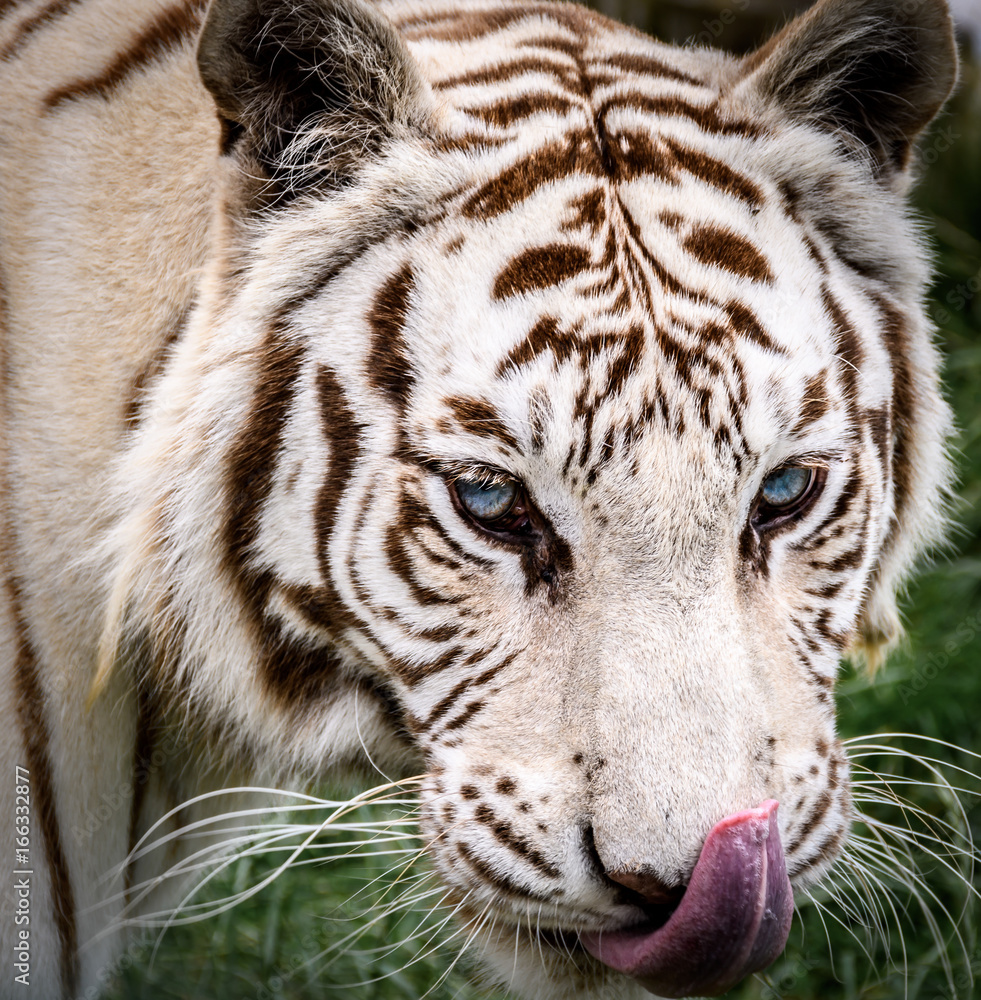 Fototapeta premium White Tiger