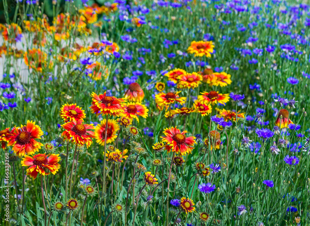 Close up of a red and yellow flower echinacea and bluettes. Colourful flower border with bluettes and echinacea.