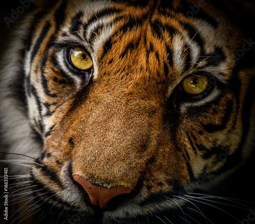 dzikie-oczy-tygrysa-sumatrzanskiego
