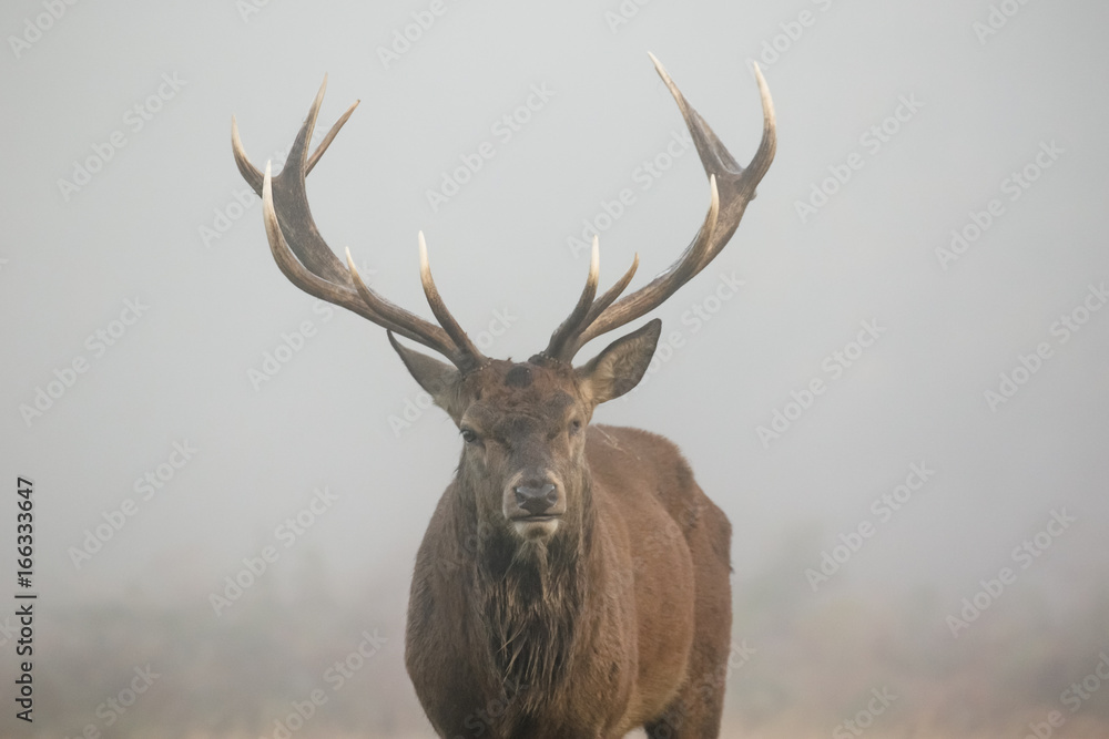 One-eyed Red Deer stag portrait (Cervus elaphus) head on. Misty morning