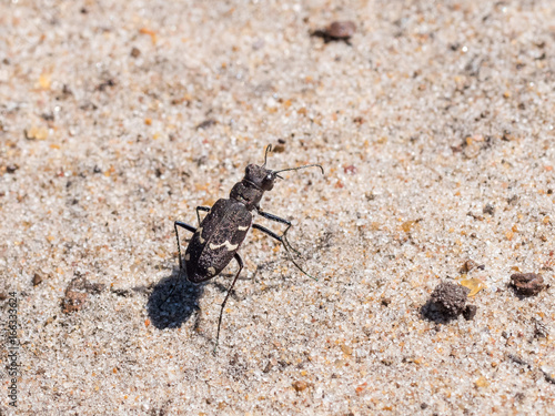 Canvas-taulu Rare endangered scarce Heath Tiger Beetle (Cicindela sylvatica) on sandy heathla