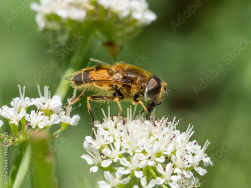 Eristalis horticola hoverfly or dronefly feeding or nectaring on white flower, water dropwort or umbellifer © shaftinaction