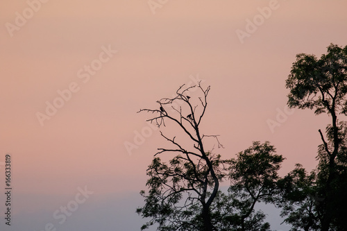 Silhouette of corvid birds roosting in trees at dusk after sunset against pink sky