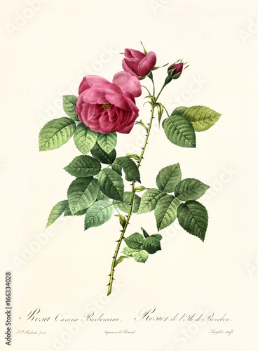 Old illustration of Rosa canina burboniana. Created by P. R. Redoute, published on Les Roses, Imp. Firmin Didot, Paris, 1817-24