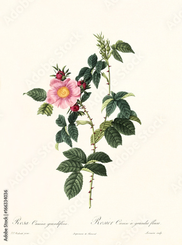 Old illustration of Rosa canina grandiflora. Created by P. R. Redoute, published on Les Roses, Imp. Firmin Didot, Paris, 1817-24 photo