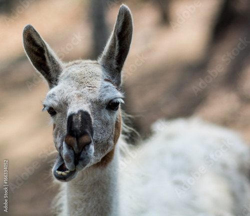 Lama che sta mangiando / ritratto di lama che sta mangiando un ciuffo d'erba in un agriturismo © Axel