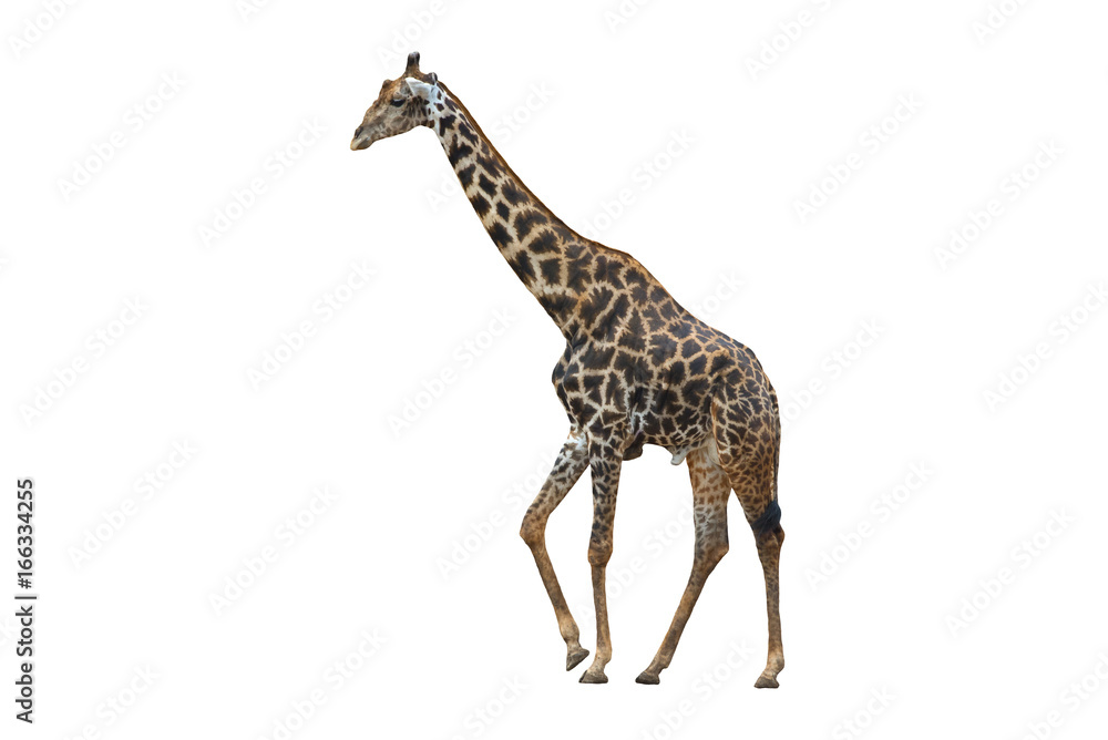 Naklejka premium giraffe isolated on white background