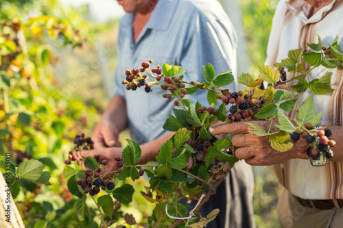 Картината върху платно Senior men picking blackberries in the orchard