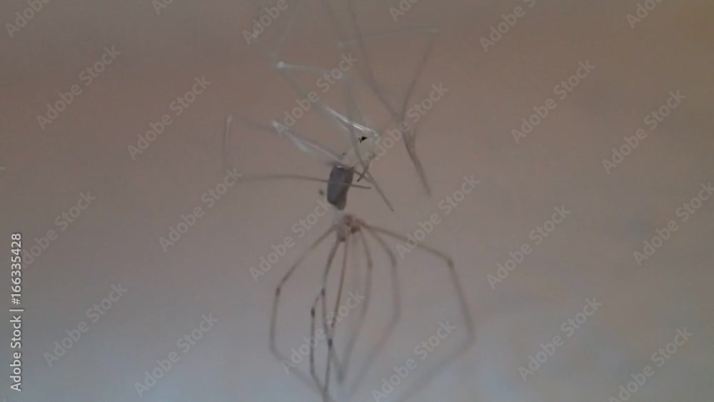 Cellar spider moulting