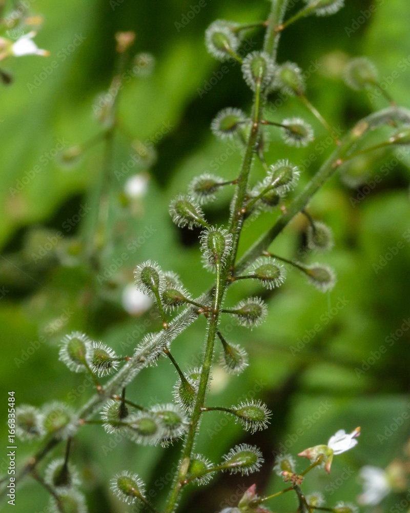 Close up of Enchanter's Nightshade Flower Bud B Close up of Enchanter's Nightshade Flower Bud B