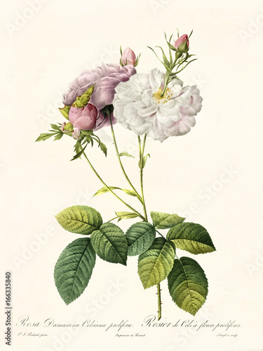 Old illustration of Rosa damascena celsiana prolifera. Created by P. R. Redoute, published on Les Roses, Imp. Firmin Didot, Paris, 1817-24