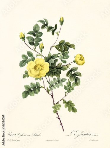 Old illustration of Rosa eglanteria luteola. Created by P. R. Redoute, published on Les Roses, Imp. Firmin Didot, Paris, 1817-24 photo