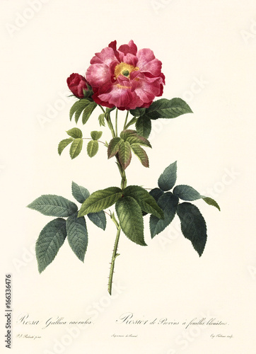 Old illustration of Rosa gallica caerulea. Created by P. R. Redoute, published on Les Roses, Imp. Firmin Didot, Paris, 1817-24