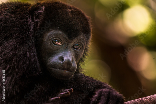 Portrait eines Brüllaffen in Costa Rica