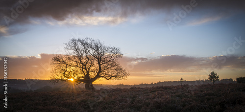 A single oak tree near Fritham in the New Forest.