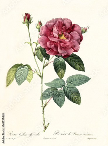 Old illustration of Rosa gallica officinalis. Created by P. R. Redoute, published on Les Roses, Imp. Firmin Didot, Paris, 1817-24