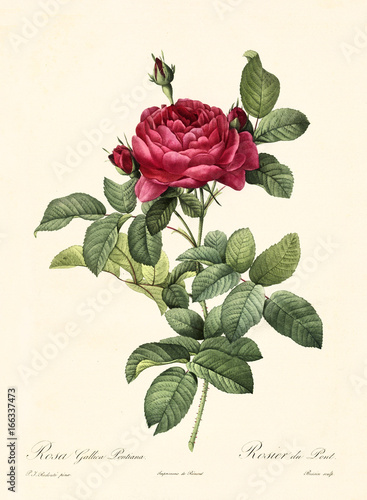 Old illustration of Rosa gallica pontiana. Created by P. R. Redoute, published on Les Roses, Imp. Firmin Didot, Paris, 1817-24