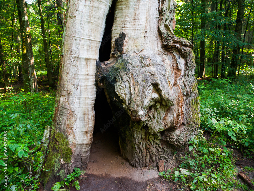 Decayed giant oak in the primeval forest, Bialowieza, Poland.