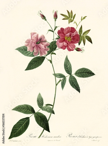 Fototapeta Naklejka Na Ścianę i Meble -  Old illustration of Rosa hudsoniana scadens. Created by P. R. Redoute, published on Les Roses, Imp. Firmin Didot, Paris, 1817-24