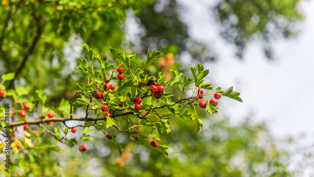 Obraz premium Hawthorn berries on a branch