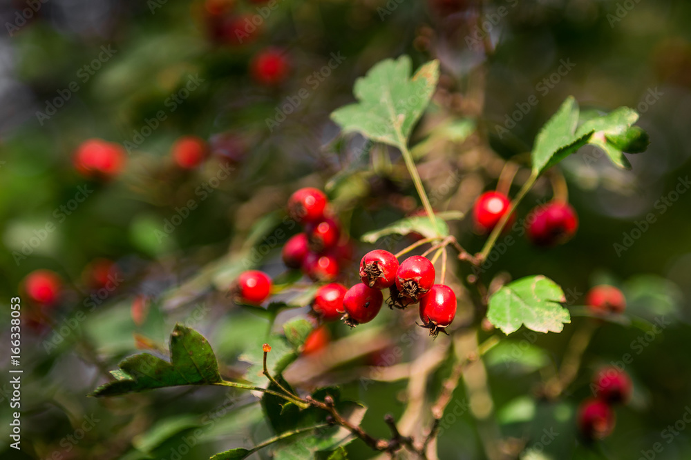 Hawthorn berries on a branch